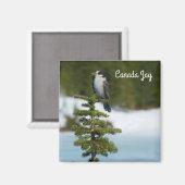 Aimant Canada Jay (Recto/Verso)