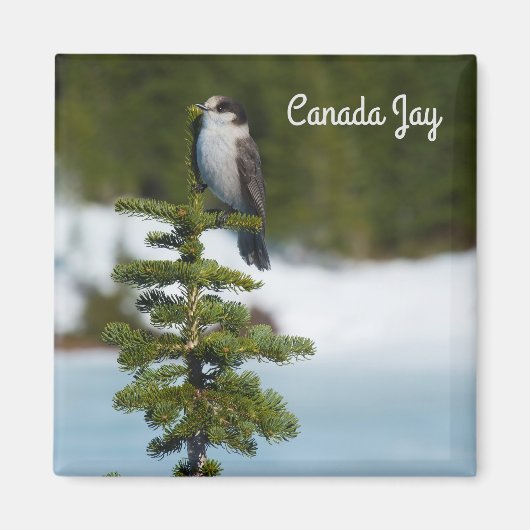 Aimant Canada Jay (Devant)