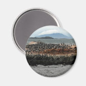 Aimant Canal beagle (Recto/Verso)