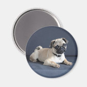 Aimant Canapé de Puppy (Recto/Verso)