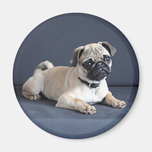 Aimant Canapé de Puppy (Devant)