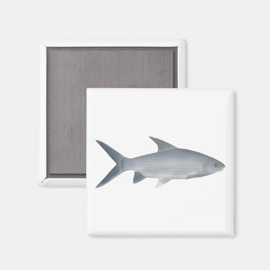 Aimant Canara Barb (Recto/Verso)