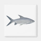 Aimant Canara Barb (Devant)