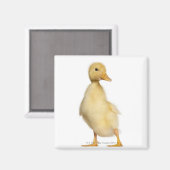 Aimant Canard (1 semaine) (Recto/Verso)