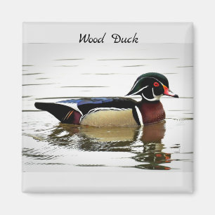 Aimant Canard à bois (mâle)
