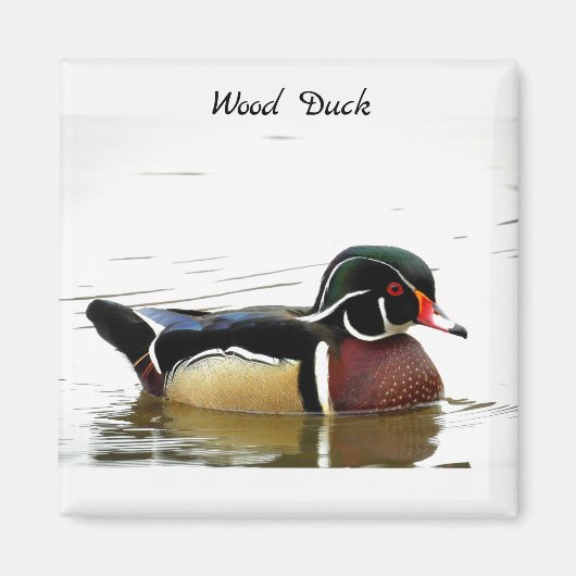 Aimant Canard à bois (mâle) (Devant)