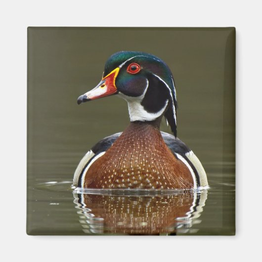 Aimant Canard à bois sur l'eau (Devant)