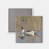 Aimant Canard à queue pointue nage dans un étang (Recto/Verso)