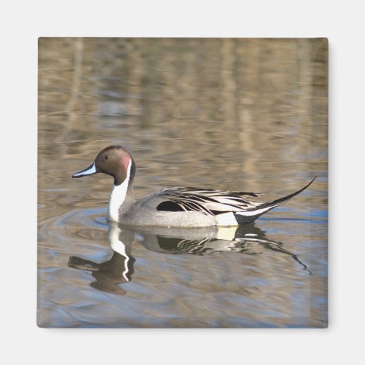 Aimant Canard à queue pointue nage dans un étang (Devant)