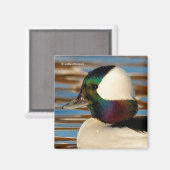 Aimant Canard à tête de buffle mâle dans le soleil de l'a (Recto/Verso)