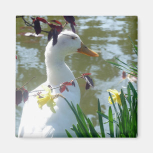 Aimant Canard Blanc En Daffodiques
