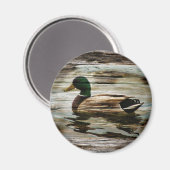 Aimant Canard colvert (Recto/Verso)