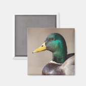Aimant Canard colvert (Recto/Verso)