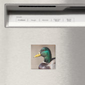 Aimant Canard colvert (In Situ (Lave-vaisselle))