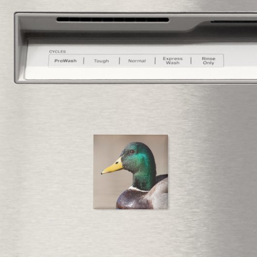 Aimant Canard colvert (In Situ (Lave-vaisselle))