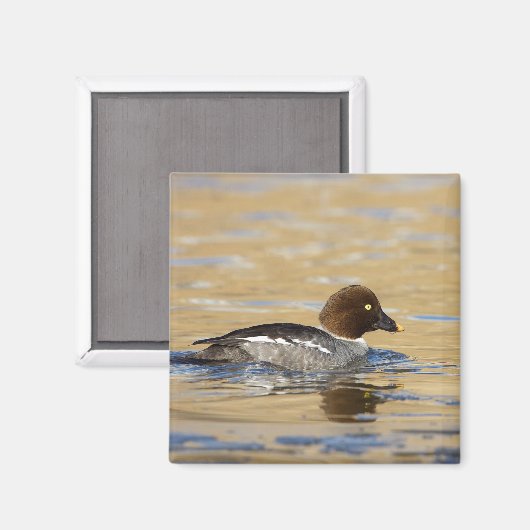 Aimant Canard commun de Goldeneye (Recto/Verso)