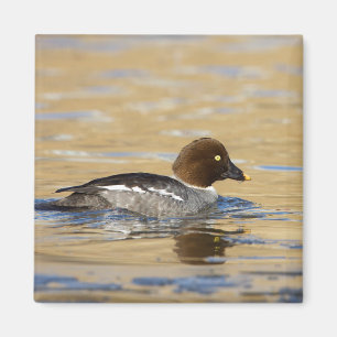 Aimant Canard commun de Goldeneye