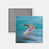 Aimant Canard de Majard volant (Recto/Verso)