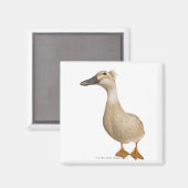 Aimant Canard de race féminine, 3 ans (Recto/Verso)