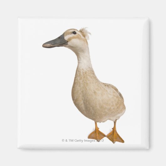 Aimant Canard de race féminine, 3 ans (Devant)