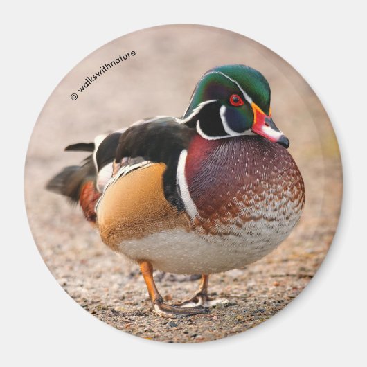 Aimant Canard en bois sur le gravier (Devant)