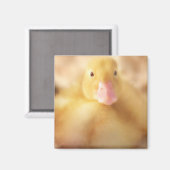 Aimant Canard Jaune Fuzzy Bébé de Pâques Canard (Recto/Verso)