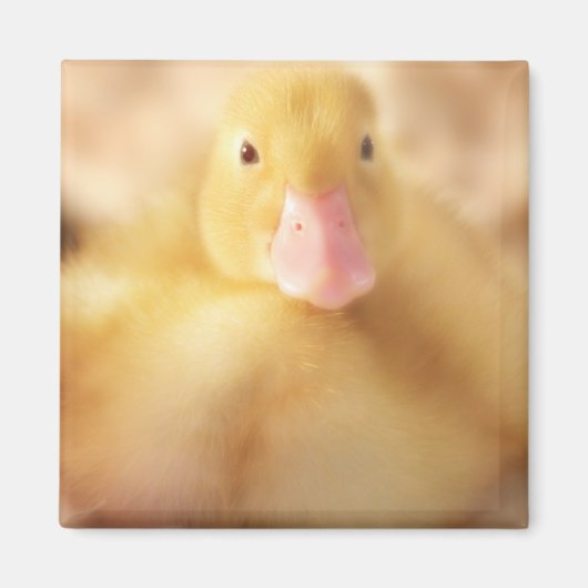 Aimant Canard Jaune Fuzzy Bébé de Pâques Canard (Devant)