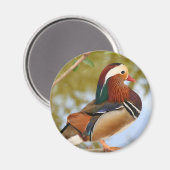 Aimant Canard mandarin (Recto/Verso)