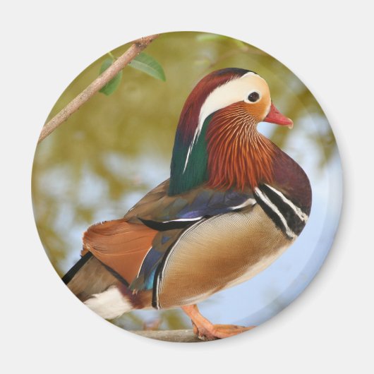 Aimant Canard mandarin (Devant)