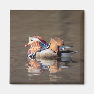 Aimant Canard mandarin