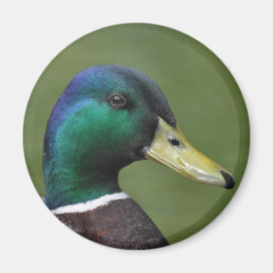 Aimant Canard masculin de Mallard