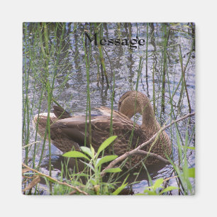 Aimant Canard se lissant dans les roseaux
