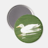 Aimant Canard sur l'eau (Recto/Verso)