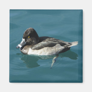 Aimant Canard sur l'eau Bague noire blanche Neck Lac Anim