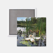 Aimant Canards blancs classiques sur un beau lac (Recto/Verso)