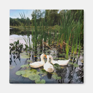 Aimant Canards blancs classiques sur un beau lac
