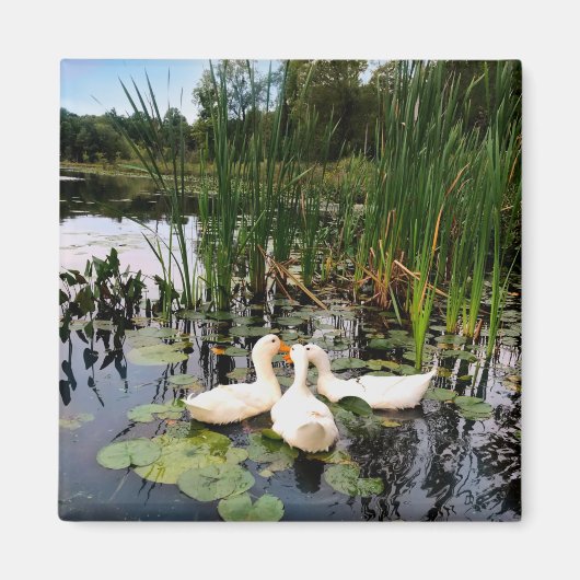 Aimant Canards blancs classiques sur un beau lac (Devant)