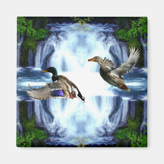Aimant Canards colverts