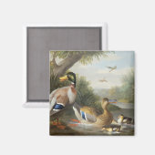 Aimant Canards dans un paysage fluvial (Recto/Verso)