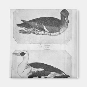 Aimant Canards, le de l'album de Vallardi