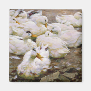 Aimant Canards sur un étang