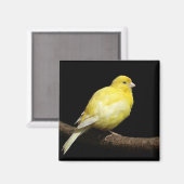Aimant Canari jaune (Recto/Verso)