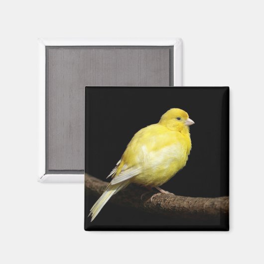 Aimant Canari jaune (Recto/Verso)