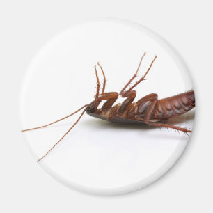 Aimant Cancrelat mort