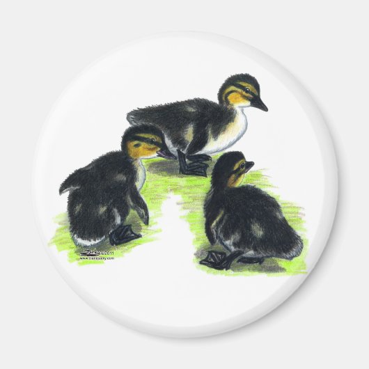 Aimant Canetons de Colvert (Devant)