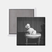 Aimant Caniche blanc assis sur le tabouret B&W (Recto/Verso)