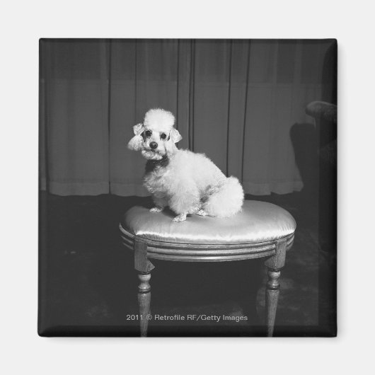 Aimant Caniche blanc assis sur le tabouret B&W (Devant)