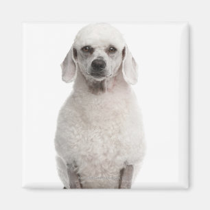 Aimant Caniche (de 1 an)