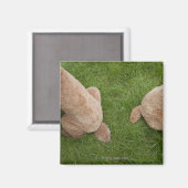 Aimant caniche standard (Recto/Verso)