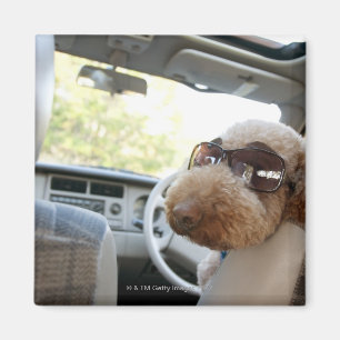 Aimant caniche standard 3